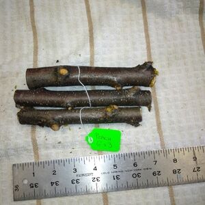 Peach Tree Branches for Crafting Isopods Reptiles  Terarrium  Jararrium Vivarium